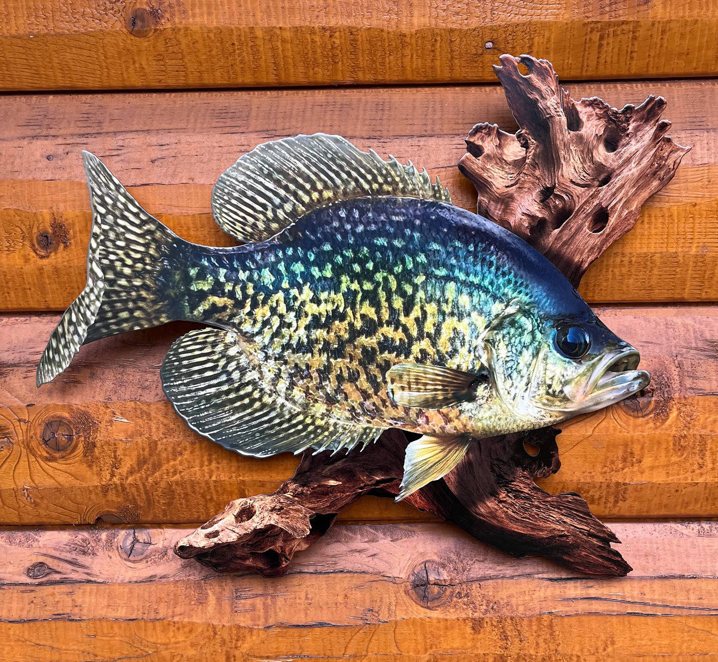 18 Inch Crappie Replica Driftwood Scene 2D Metal
