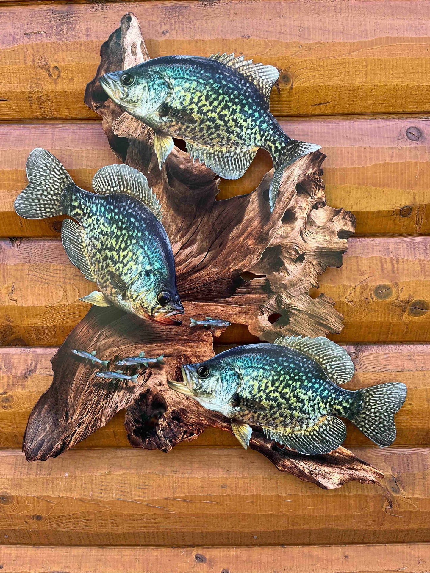 Crappie Replica Driftwood Scene Metal Rustic Decor