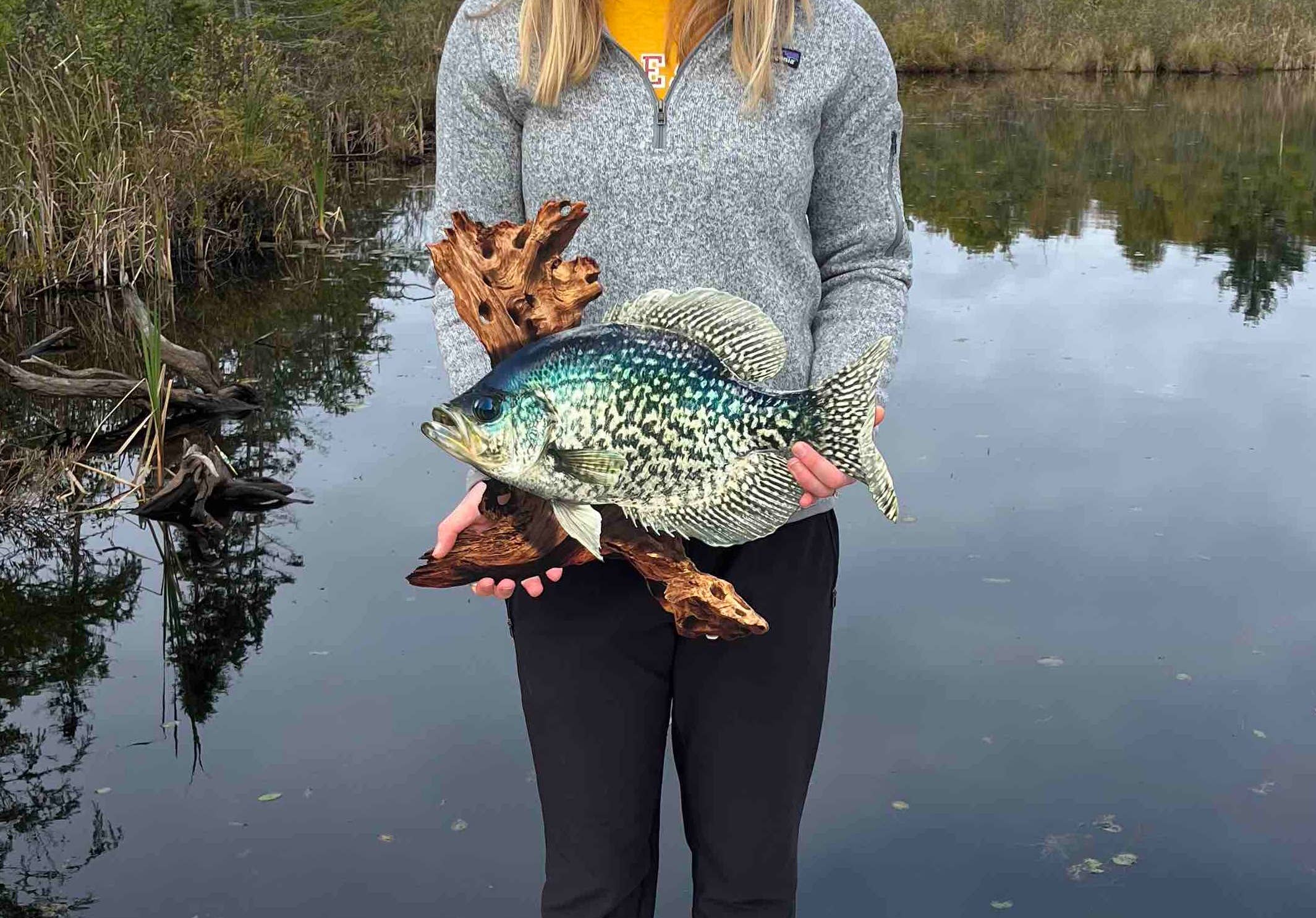 18 Inch Crappie Replica Driftwood Scene 2D Metal 5