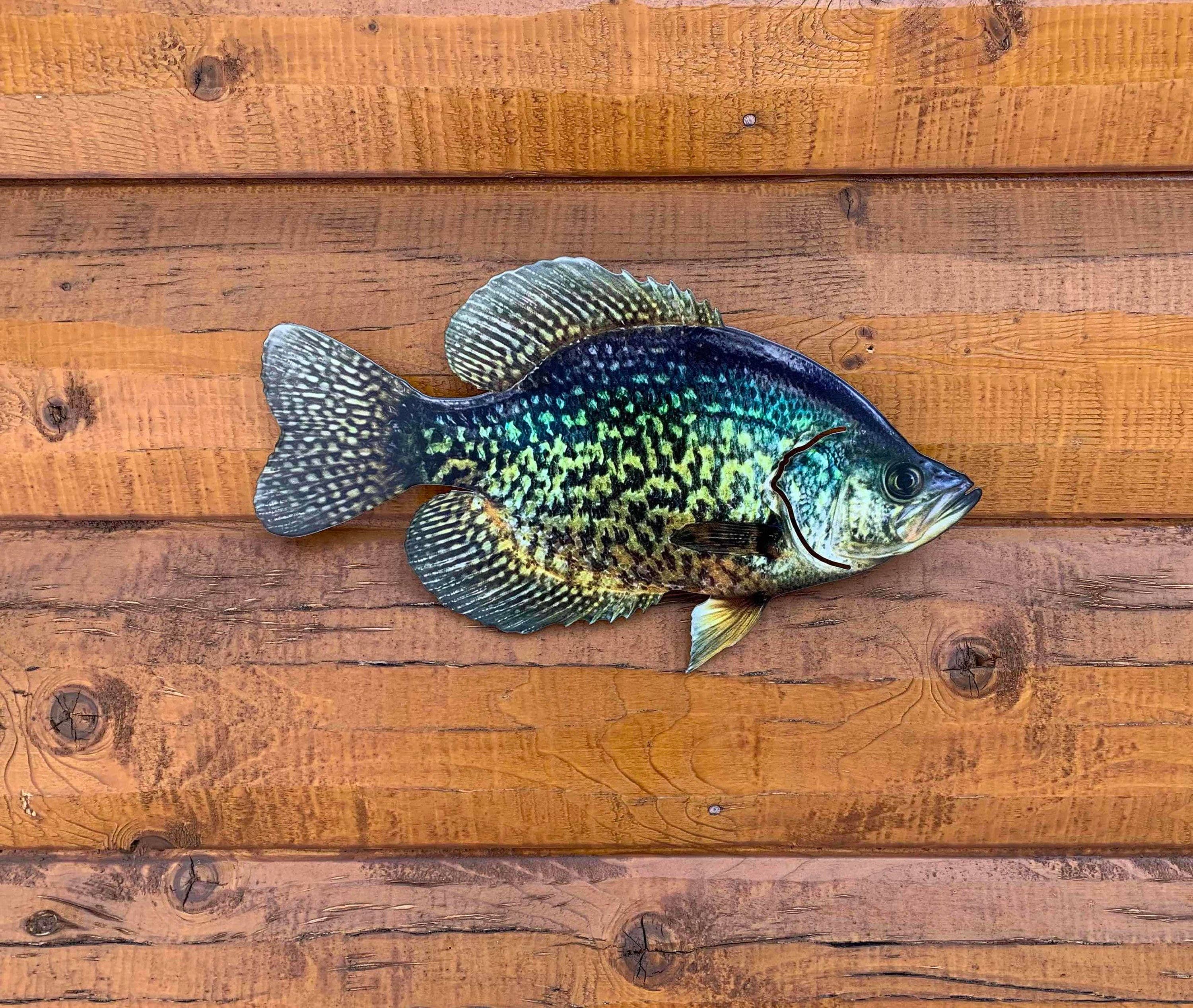 Crappie Replica - Crappie Wall Mount - 2D Metal Closed Mouth