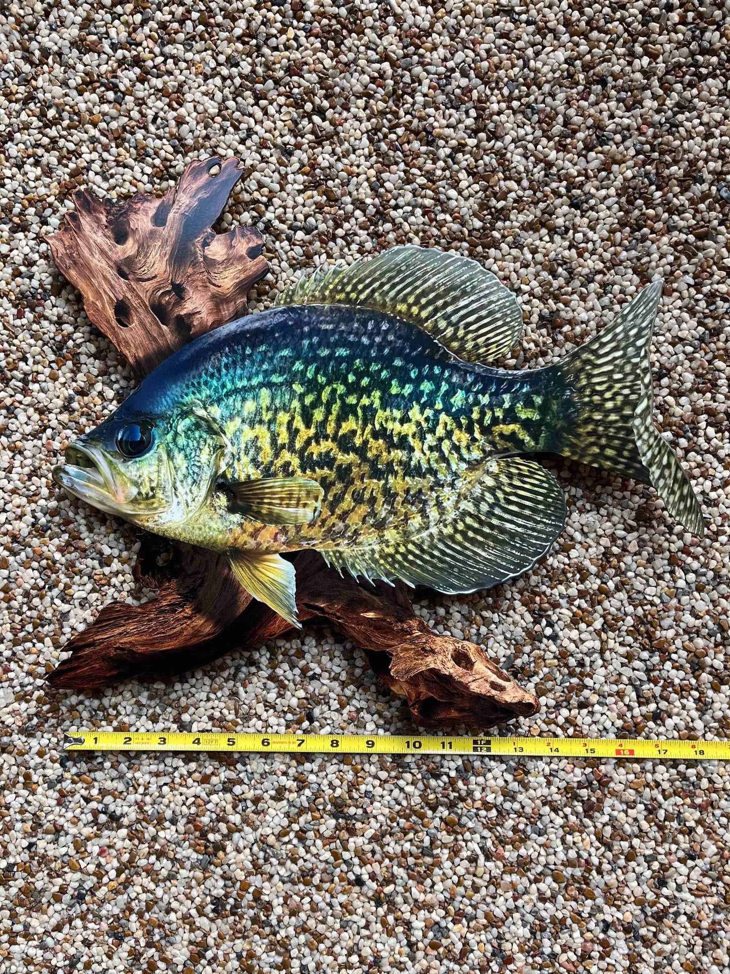 18 Inch Crappie Replica Driftwood Scene 2D Metal