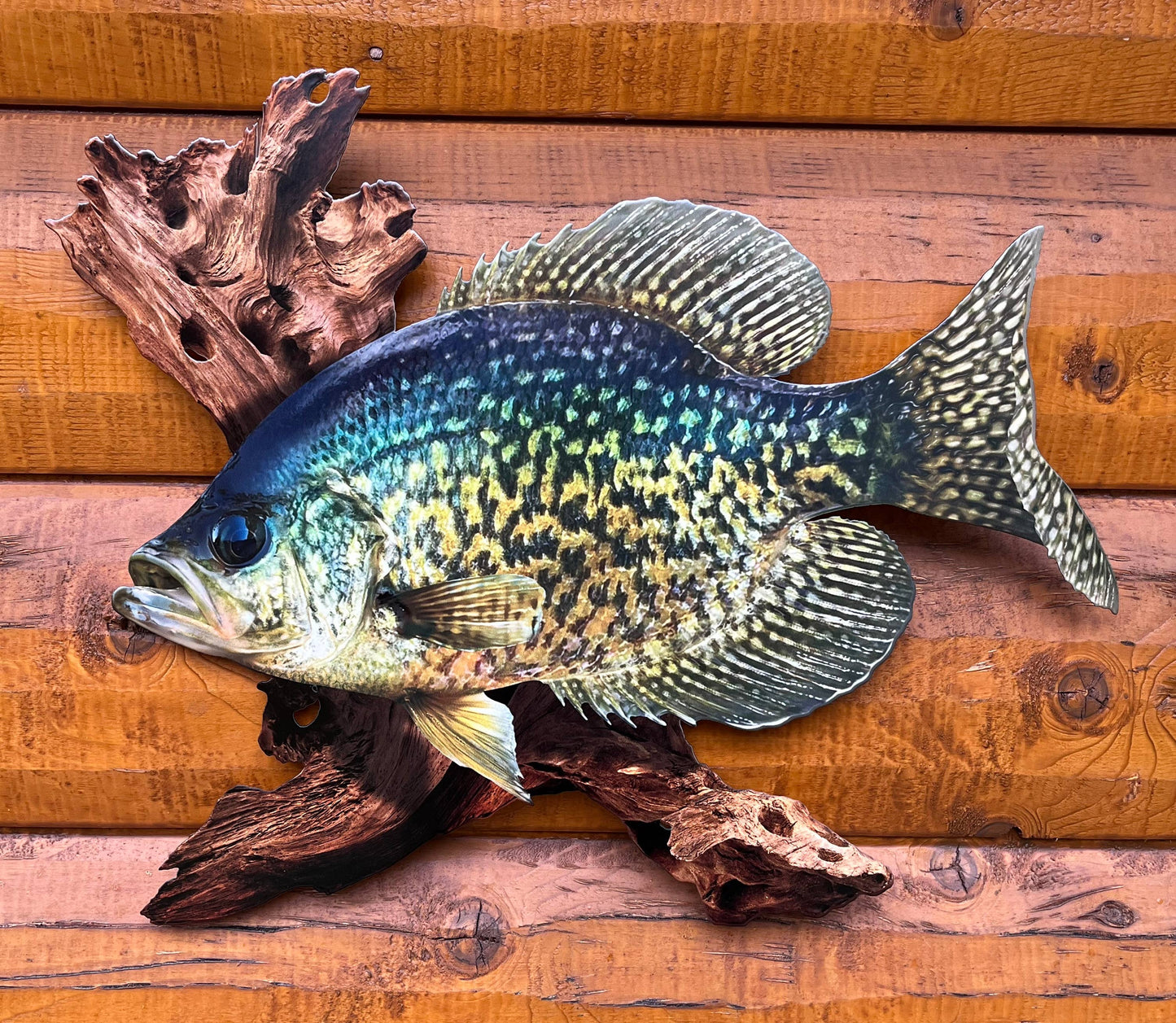 18 Inch Crappie Replica Driftwood Scene 2D Metal