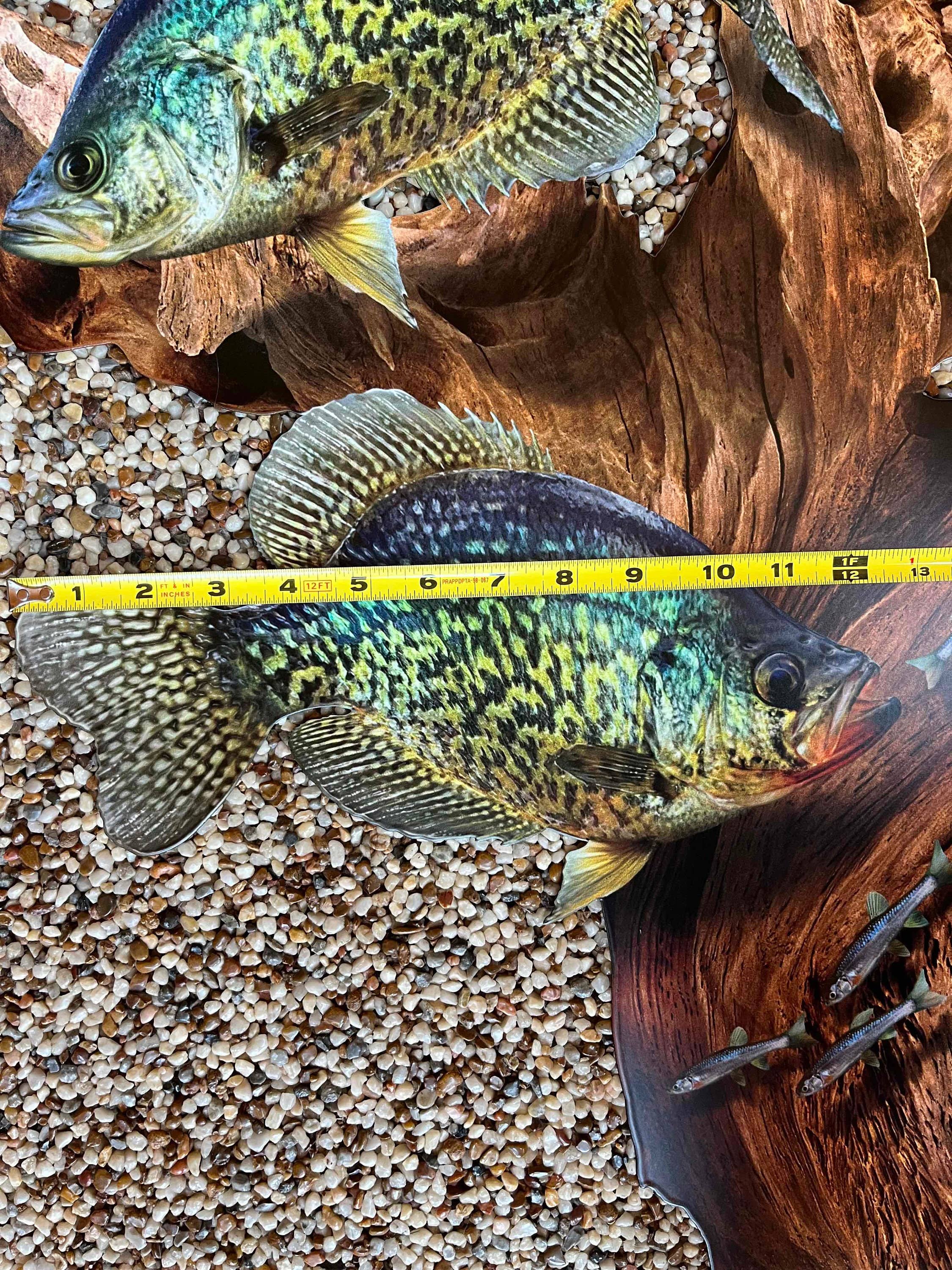 Crappie Replica Driftwood Scene Metal Rustic Decor 9