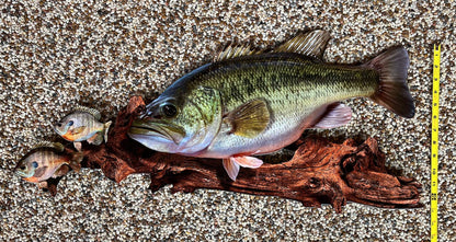 Largemouth Bass Replica - Metal Largemouth Replica Art