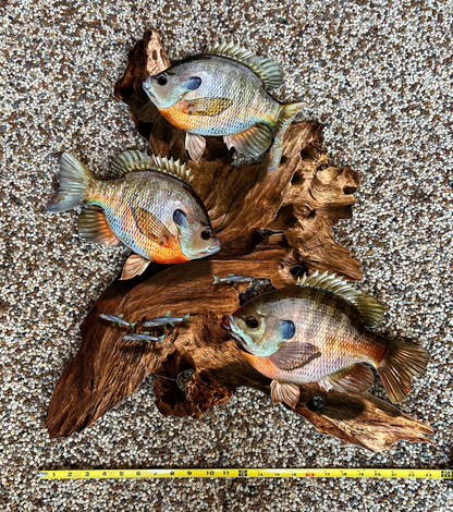 Bluegill Replica Driftwood Scene Rustic Home Decor, 2D Metal