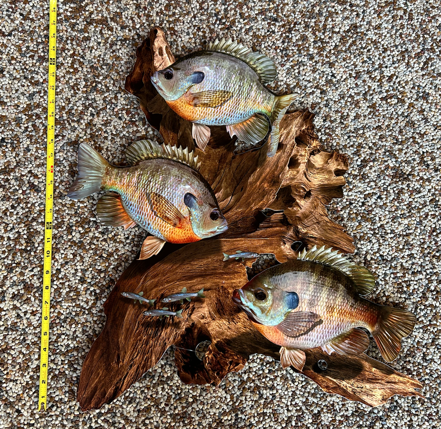 Bluegill Replica Driftwood Scene Rustic Home Decor, 2D Metal