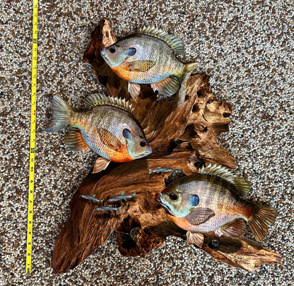 Bluegill Replica Driftwood Scene Rustic Home Decor, 2D Metal
