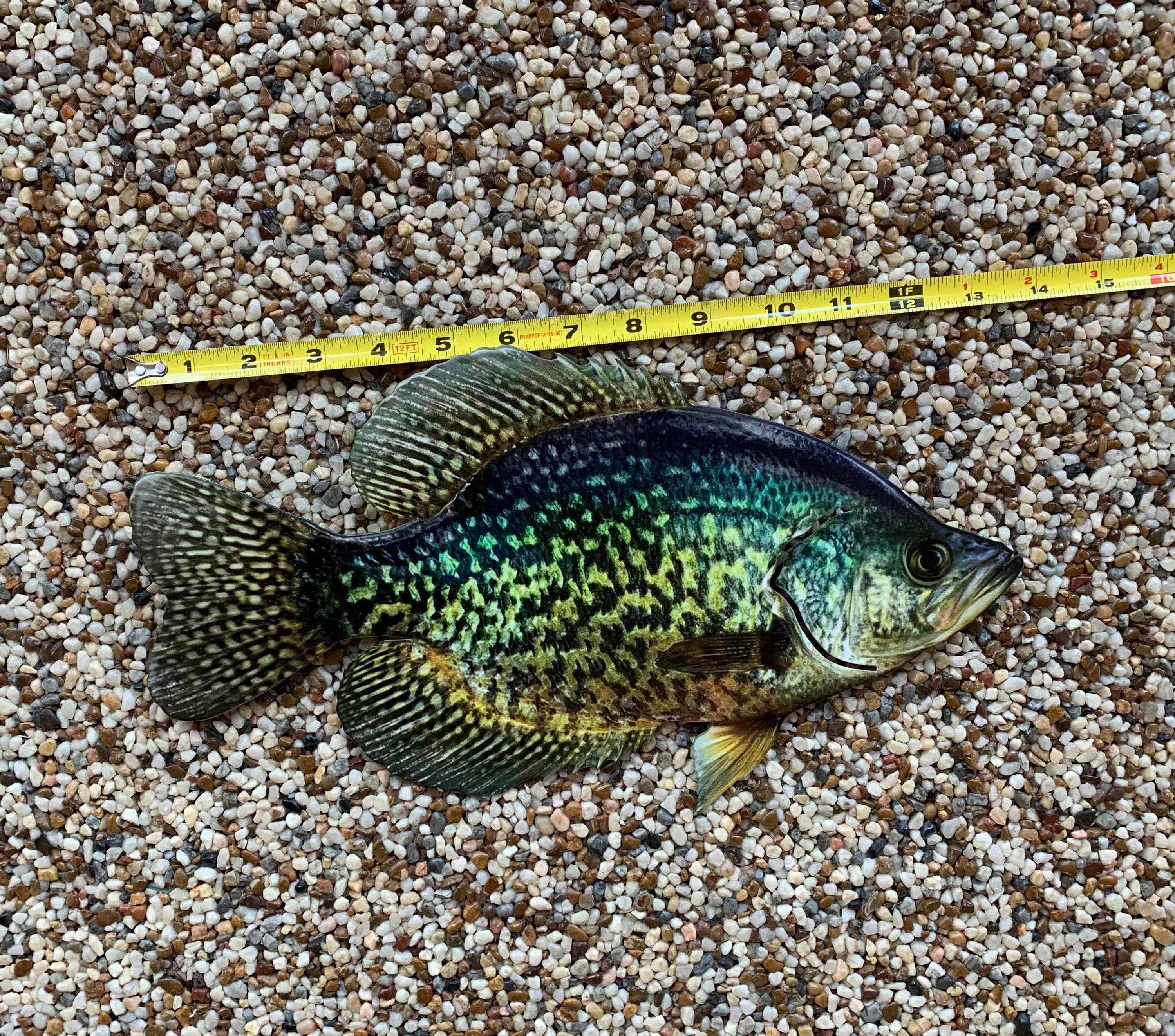 Crappie Replica - Crappie Wall Mount - 2D Metal Closed Mouth
