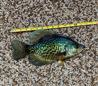 Crappie Replica - Crappie Wall Mount - 2D Metal Closed Mouth