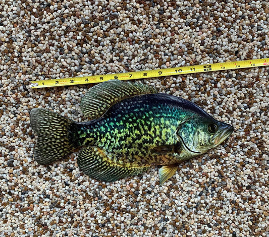Crappie Replica - Crappie Wall Mount - 2D Metal Closed Mouth