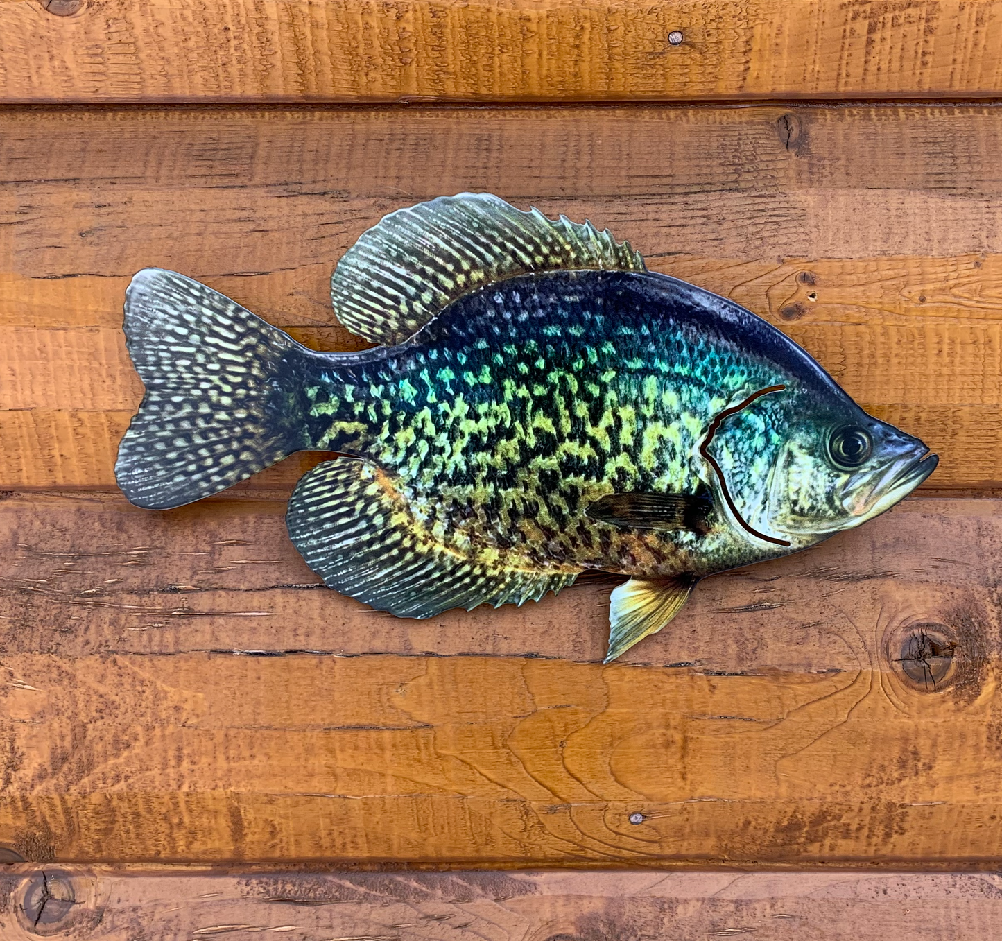 Crappie Replica - Crappie Wall Mount - 2D Metal Closed Mouth