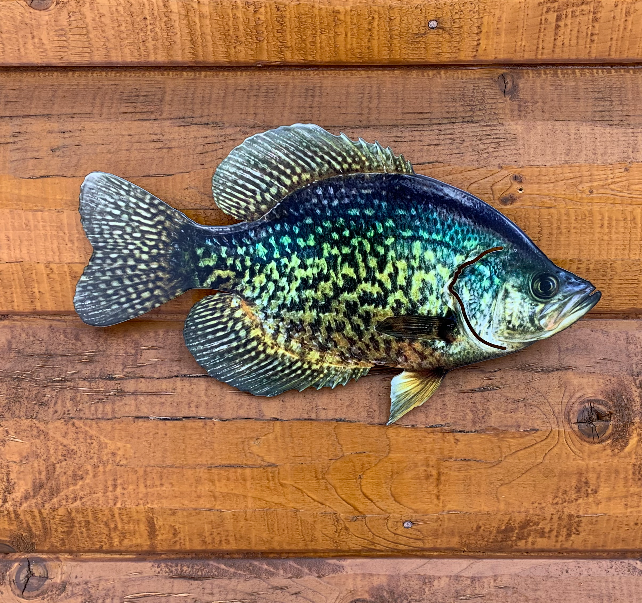 Crappie Replica - Crappie Wall Mount - 2D Metal Closed Mouth 3