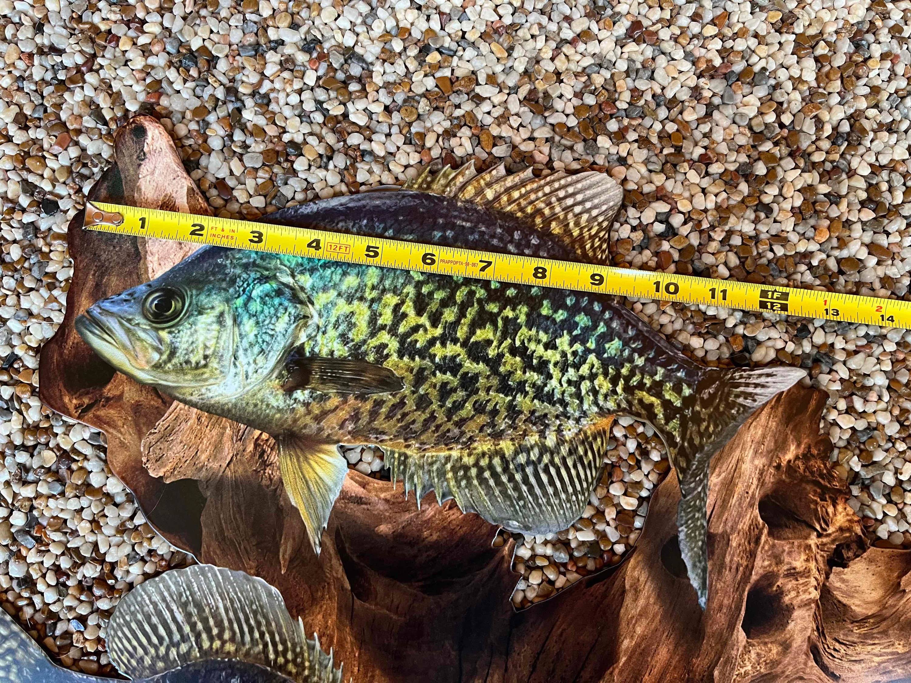 Crappie Replica Driftwood Scene Metal Rustic Decor 7