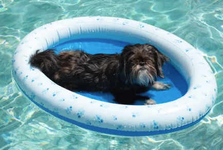 Inflatable Pet Float - Small Dog uo to 30lb 2