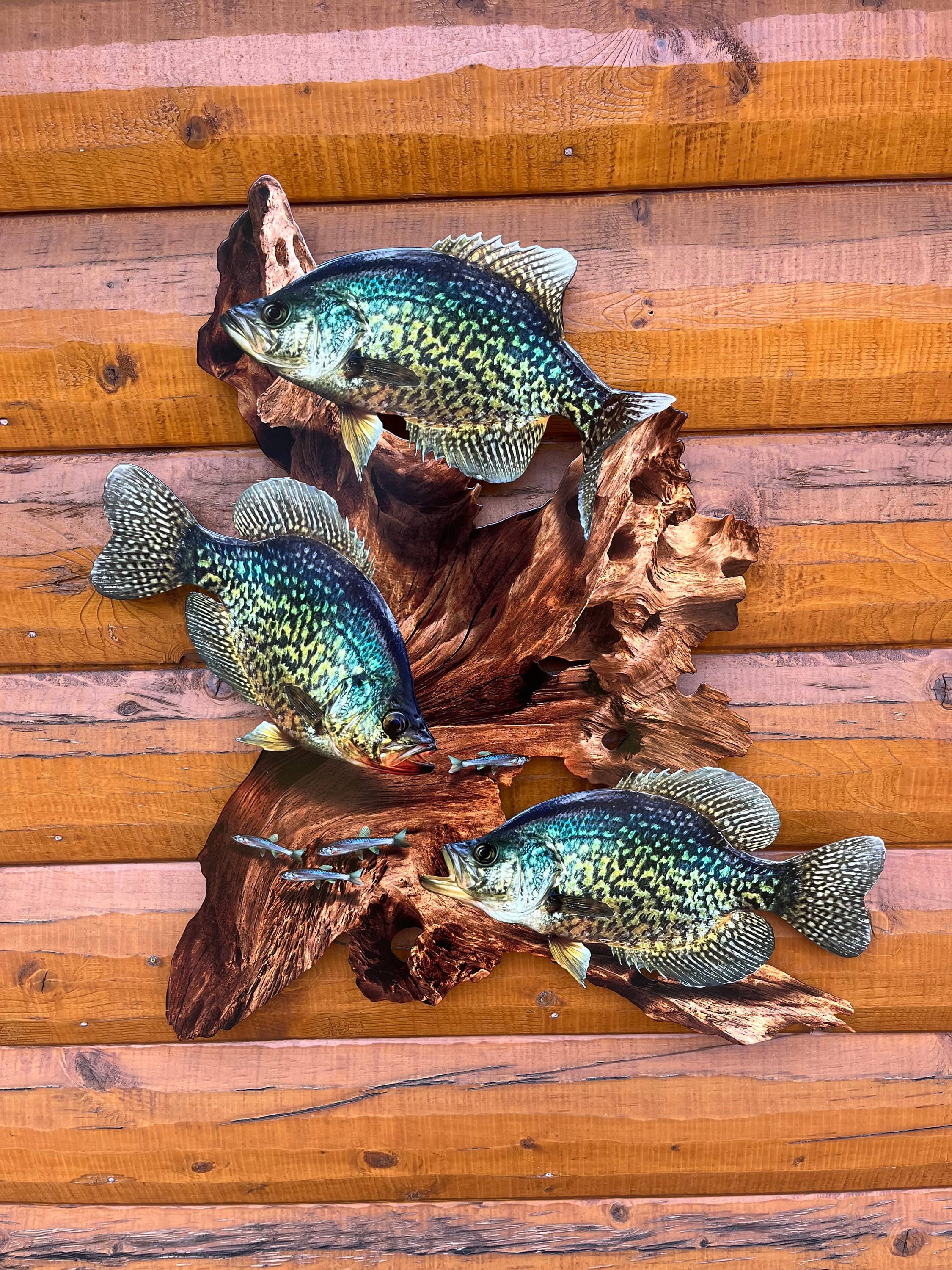 Crappie Replica Driftwood Scene Metal Rustic Decor