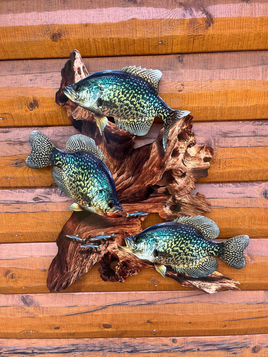 Crappie Replica Driftwood Scene Metal Rustic Decor