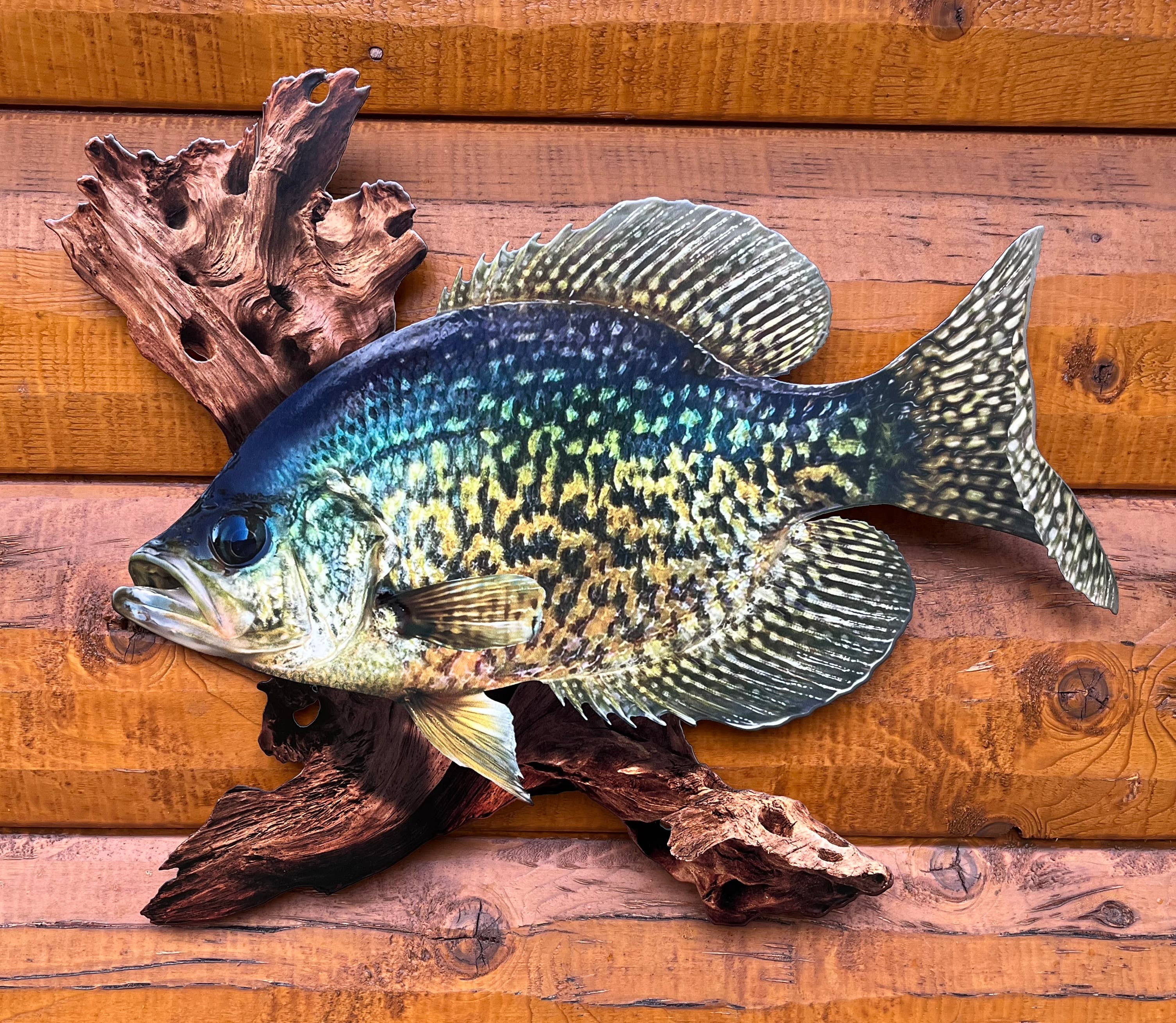 18 Inch Crappie Replica Driftwood Scene 2D Metal