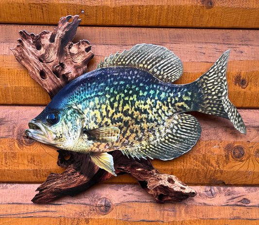 18 Inch Crappie Replica Driftwood Scene 2D Metal